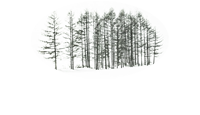 Tall Pines Consulting